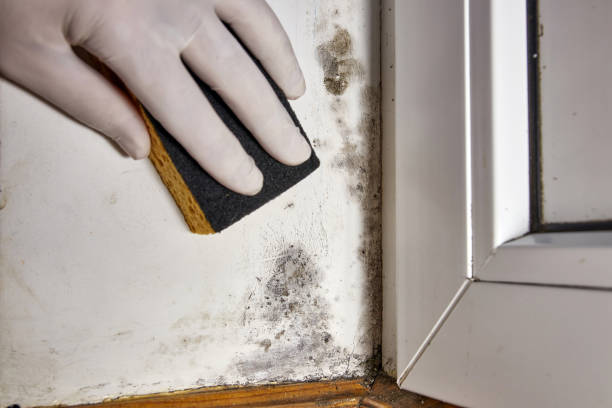 Best Mold Documentation for Insurance Claims  in Ashaway, RI